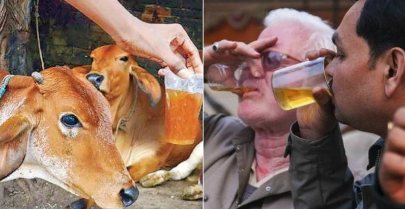 Can We Apply Cow Urine on Face