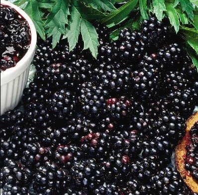 Can you eat dewberries ?