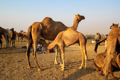 Can we drink camel milk ?