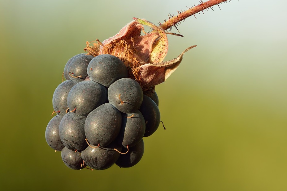 Can you eat dewberries ?