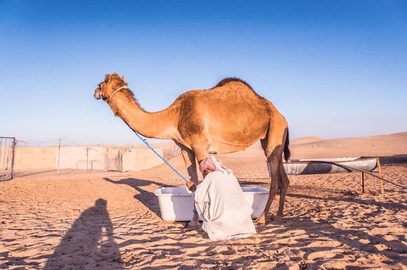 Can we drink camel milk ?