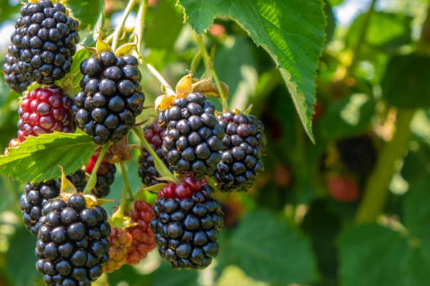 Can you eat dewberries ?