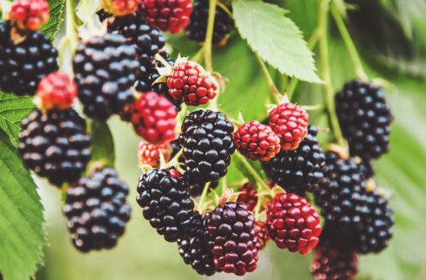 Can you eat dewberries ?