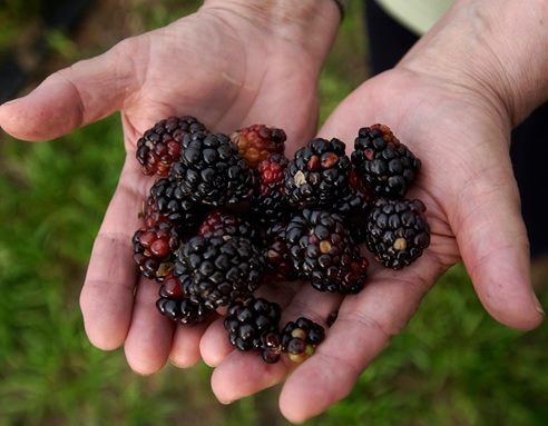 Can you eat dewberries ?