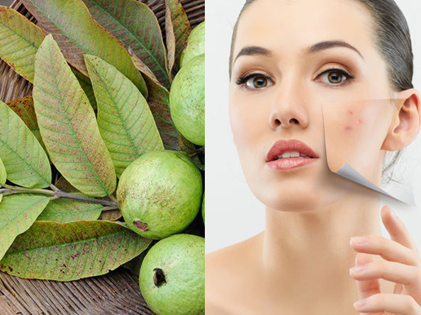 Is Guava leaves good for face
