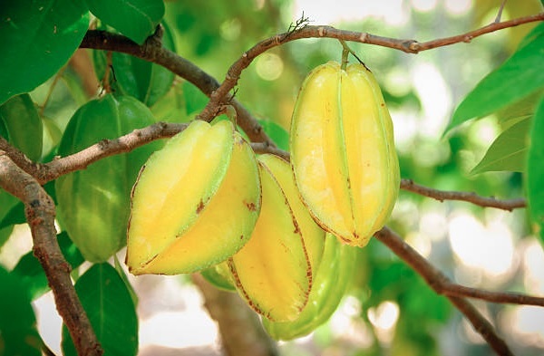 Can you apply star fruit on face ?