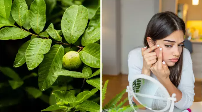 Is Guava leaves good for face